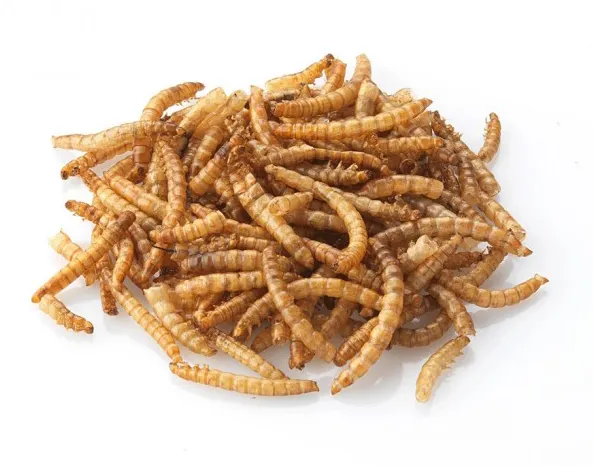 Vers de farine grillés dans un ramequin